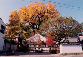 佐賀県有田町の名所 樹齢1千年の公孫樹についてのご紹介