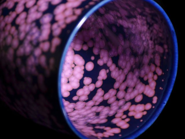 【有田焼】湯呑み 桜花紋